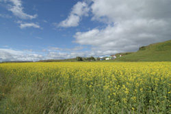 GEO-Naturreisen - Naturreisen weltweit - Island - Blumenwiese